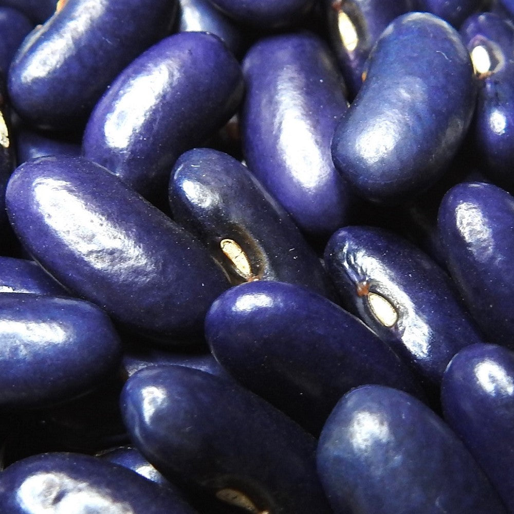 Blue Seed (Stokdroogboon) De Tuinen van Weldadigheid