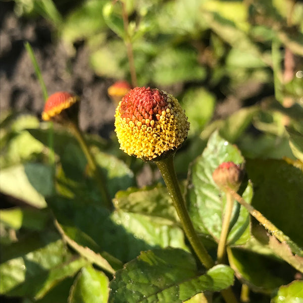 ABC Kruid (Acmella oleracea)