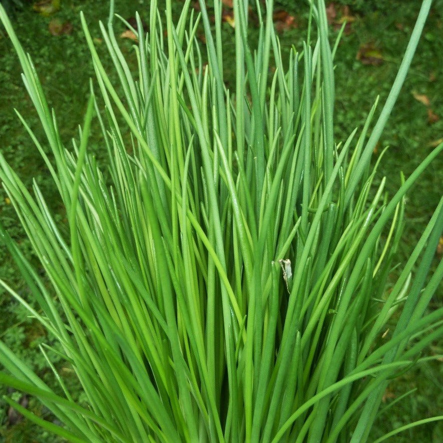 bieslook plant Bieslook (Allium schoenoprasum) kopen?