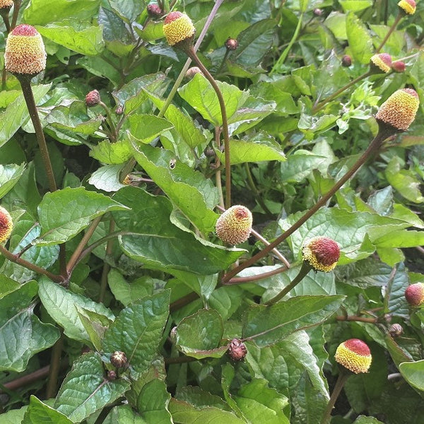 ABC Kruid (Acmella oleracea)