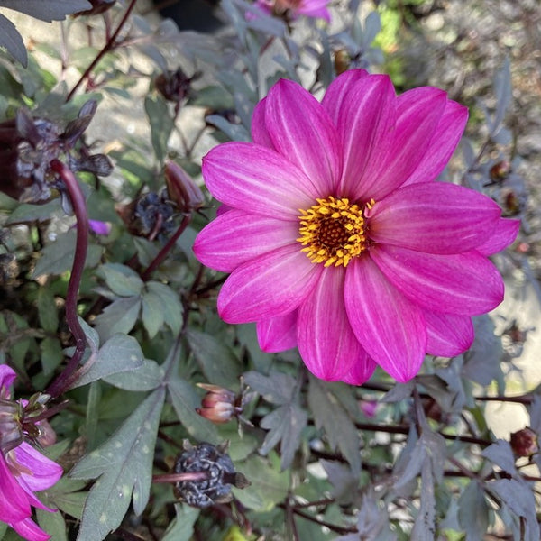 NIEUW Dahlia 'Femke'