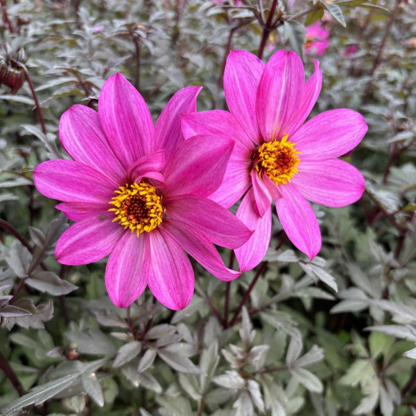 NIEUW Dahlia 'Femke'