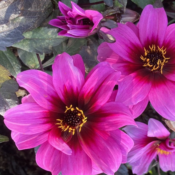 NIEUW Dahlia 'Little rascal'