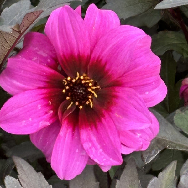 NIEUW Dahlia 'Little rascal'