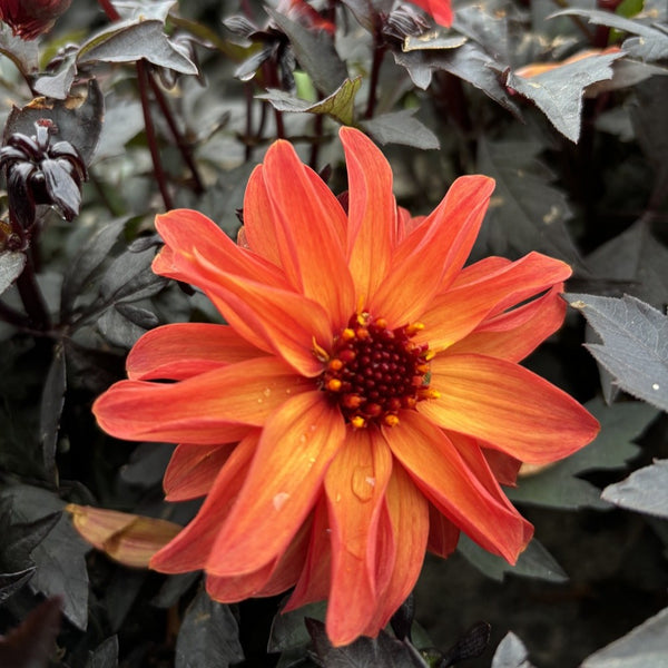 NIEUW Dahlia 'Papillon'