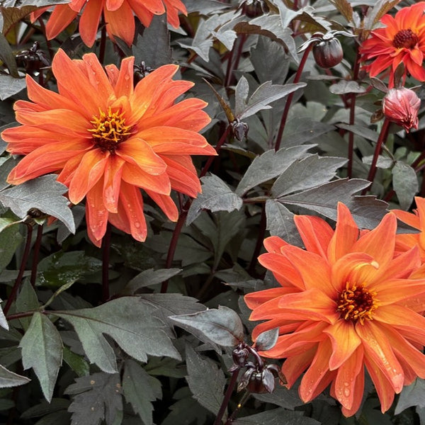 NIEUW Dahlia 'Papillon'