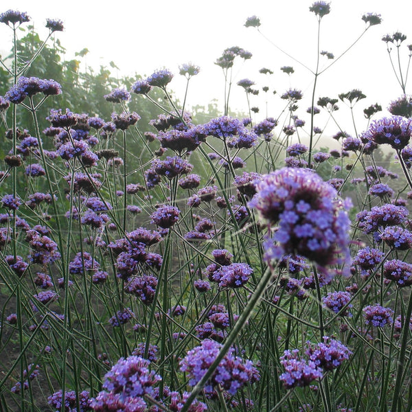 NIEUW Stijf IJzerhard (Verbena bonariensis)