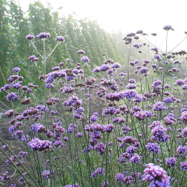 NIEUW Stijf IJzerhard (Verbena bonariensis)