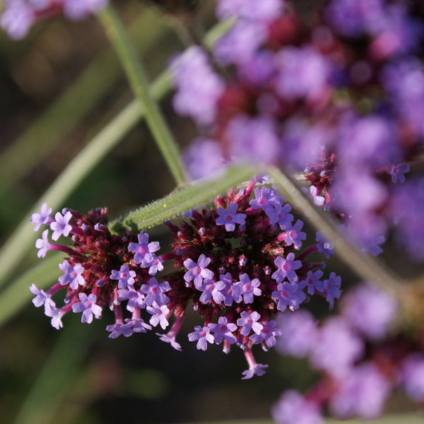 NIEUW Stijf IJzerhard (Verbena bonariensis)