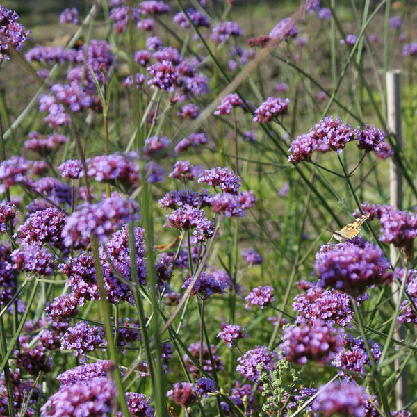 NIEUW Stijf IJzerhard (Verbena bonariensis)