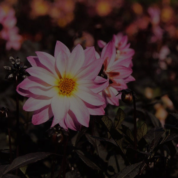 NIEUW Dahlia 'Loekie'