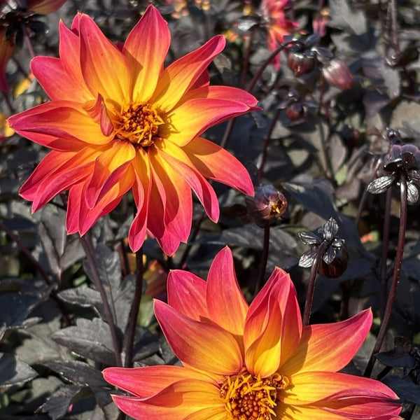 NIEUW Dahlia 'Louis'