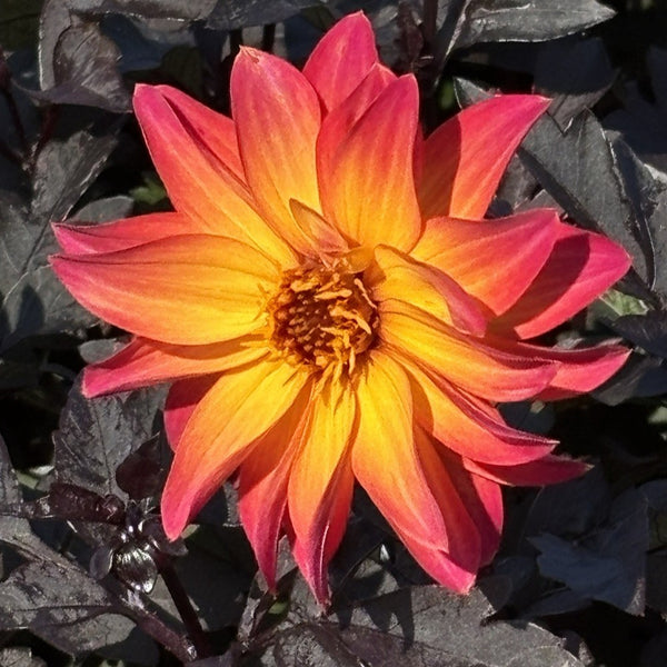 NIEUW Dahlia 'Louis'