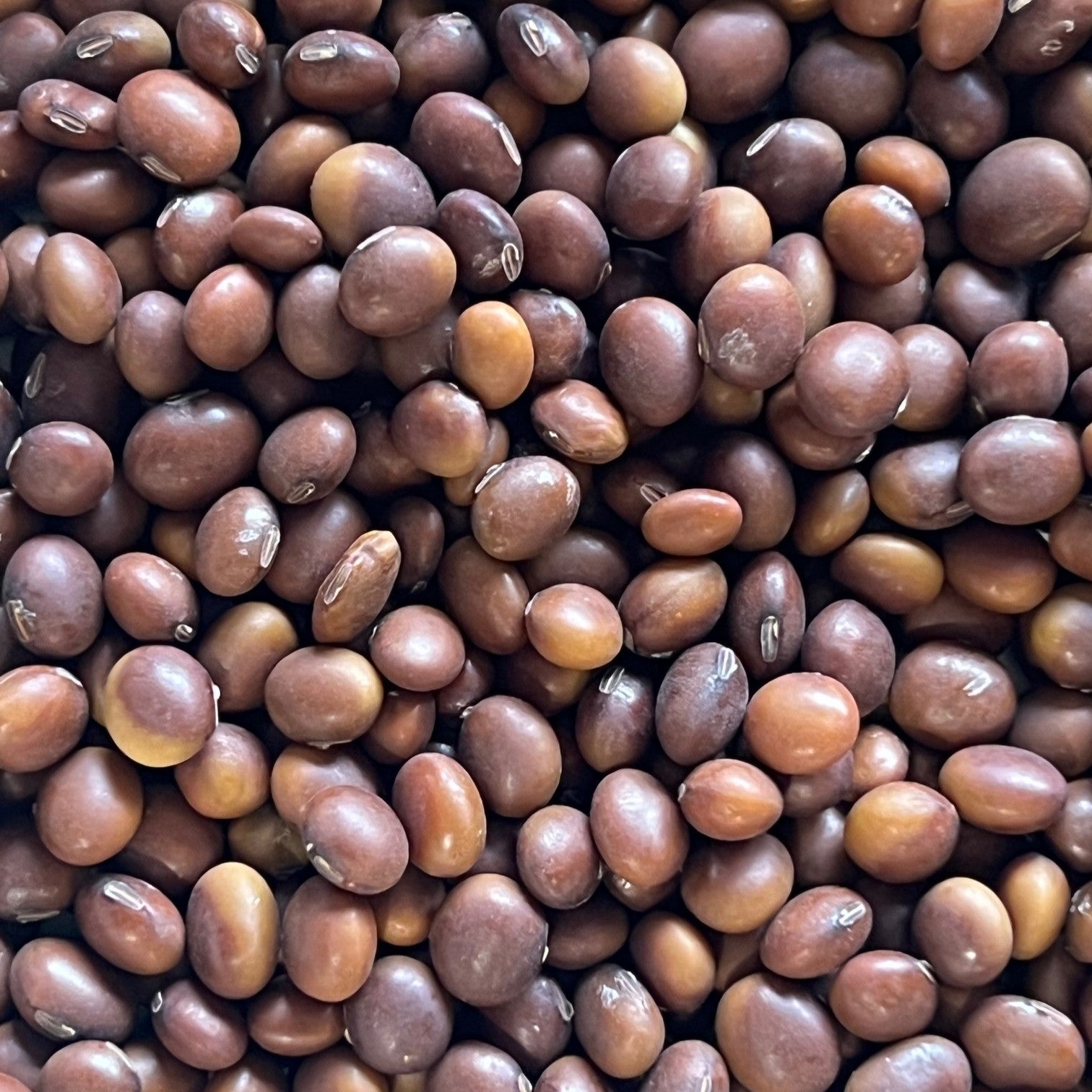 NIEUW Agate (sojaboon)