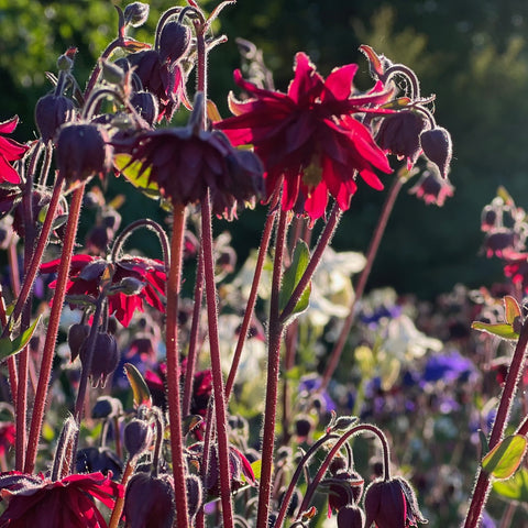 NIEUW Akelei mix (Aquilegia)