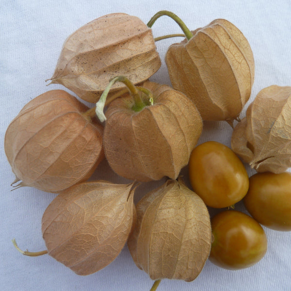Ananaskers (Physalis peruviana)