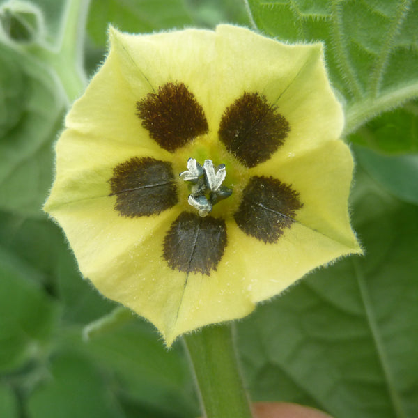 Ananaskers (Physalis peruviana)
