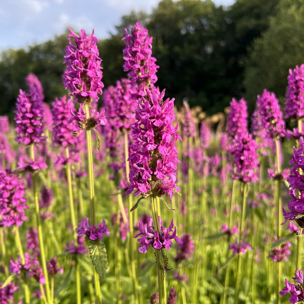 NIEUW Betonie (Stachys officinalis)