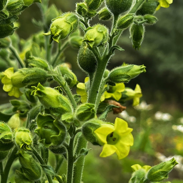 NIEUW Boerentabak (Nicotiana rustica)