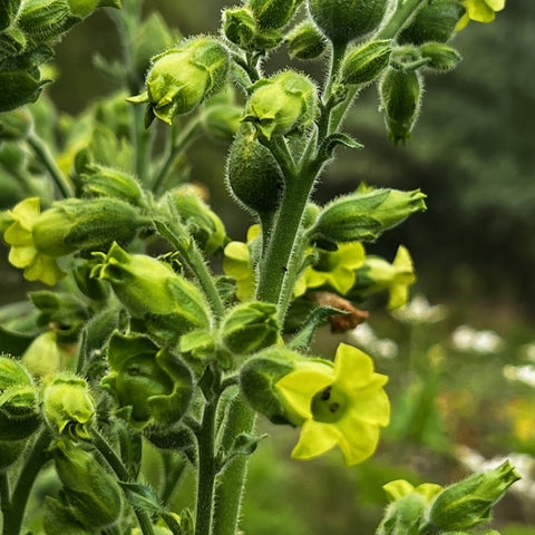 NIEUW Boerentabak (Nicotiana rustica)