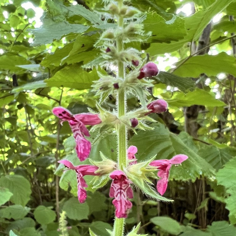 NIEUW Bosandoorn (Stachys sylvatica)