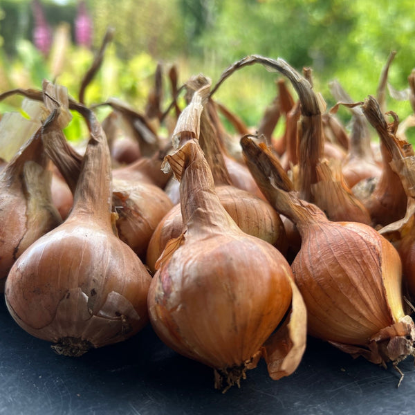 NIEUW Aardappel-ui 'Brodbeckz' (Allium Cepa, var. aggregatum)
