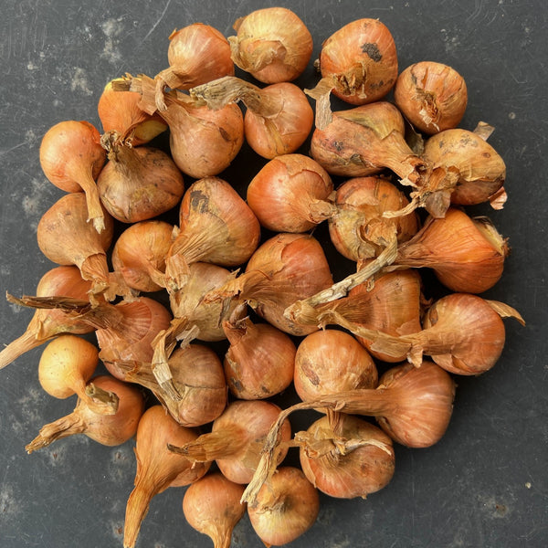 NIEUW Aardappel-ui 'Brodbeckz' (Allium Cepa, var. aggregatum)