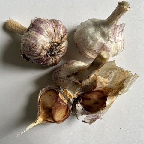 NIEUW Brown Rose