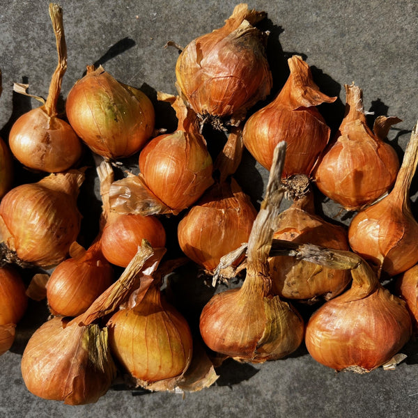 NIEUW Aardappel-ui 'Charlottas Lök' (Allium Cepa, var. aggregatum)