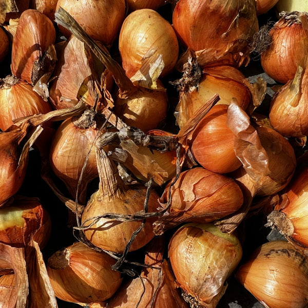 NIEUW Aardappel-ui 'Charlottas Lök' (Allium Cepa, var. aggregatum)