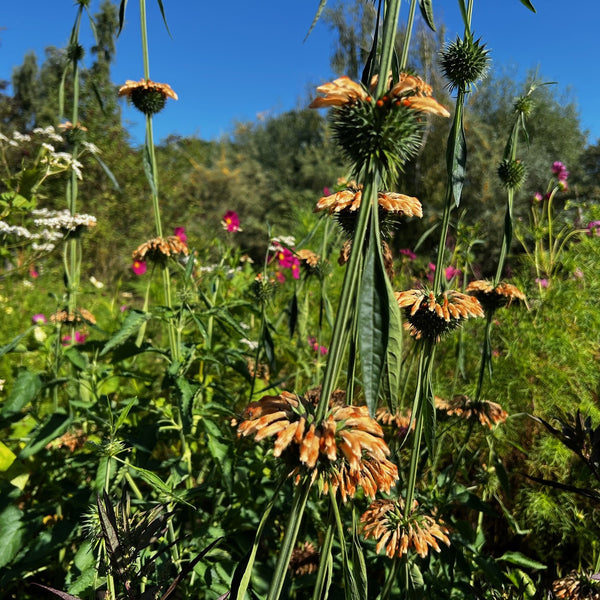 NIEUW Leeuwenoor (Leonotis nepetifolia)