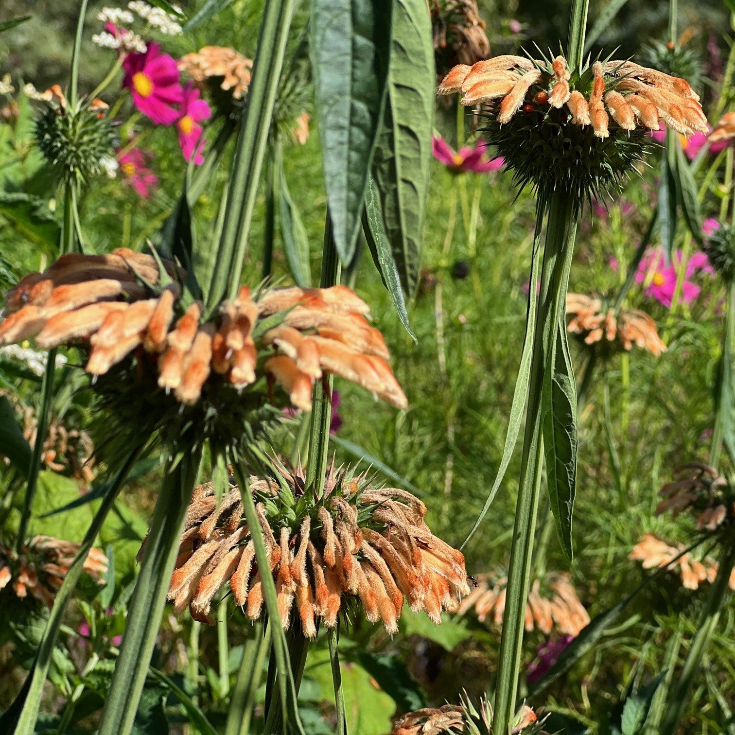 NIEUW Leeuwenoor (Leonotis nepetifolia)