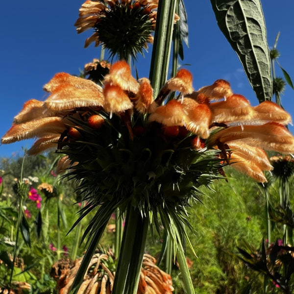NIEUW Leeuwenoor (Leonotis nepetifolia)