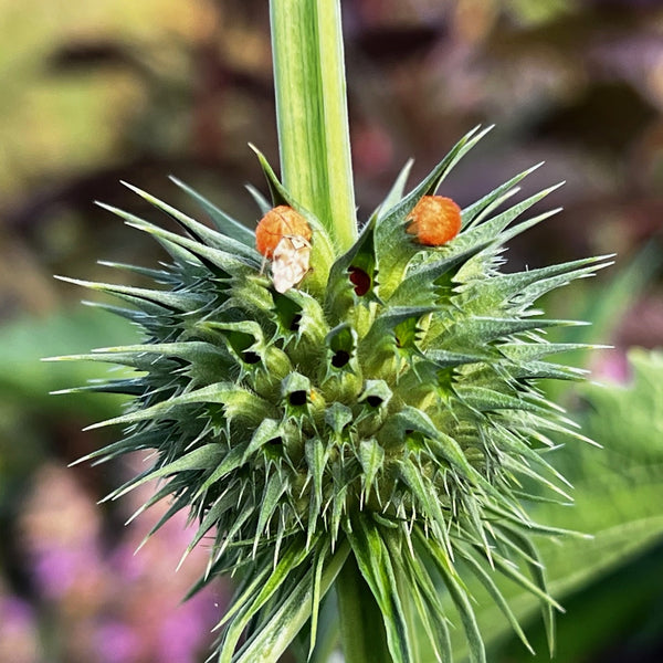 NIEUW Leeuwenoor (Leonotis nepetifolia)