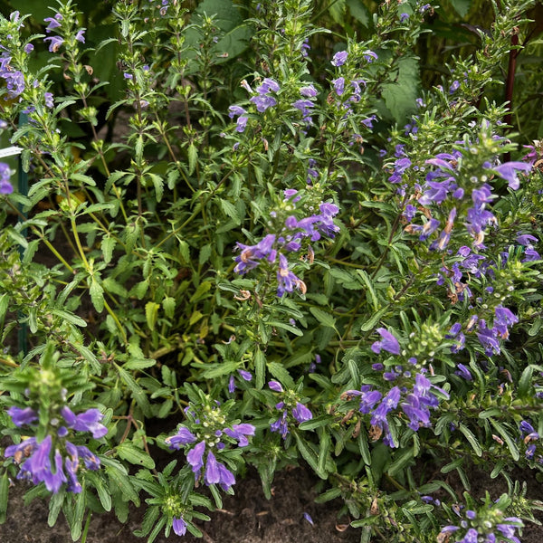 NIEUW Drakenkop (Dracocephalum moldavia)