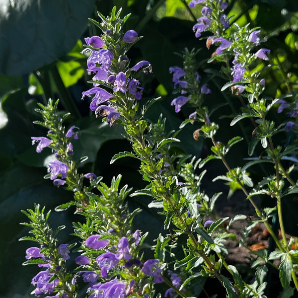 NIEUW Drakenkop (Dracocephalum moldavia)