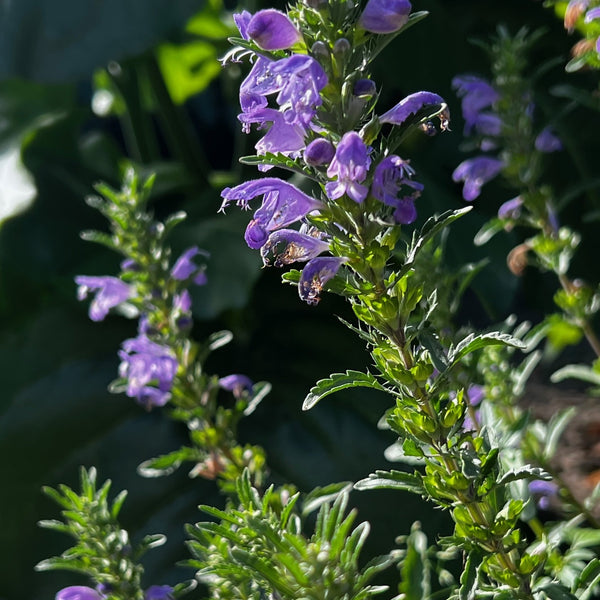 NIEUW Drakenkop (Dracocephalum moldavia)