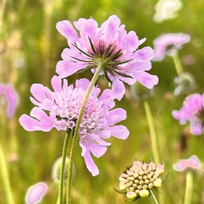 NIEUW Duifkruid (Scabiosa columbaria)