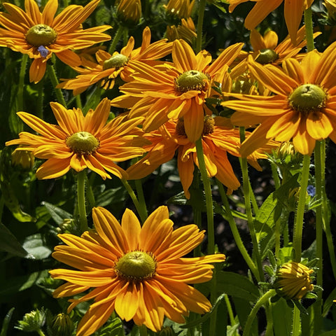 NIEUW Eénjarige zonnehoed 'Irish Spring' (Rudbeckia hirta)