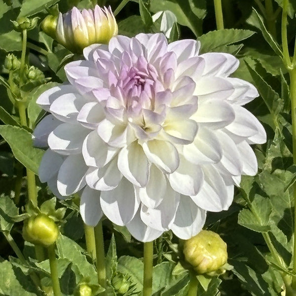 NIEUW Dahlia 'Eveline'