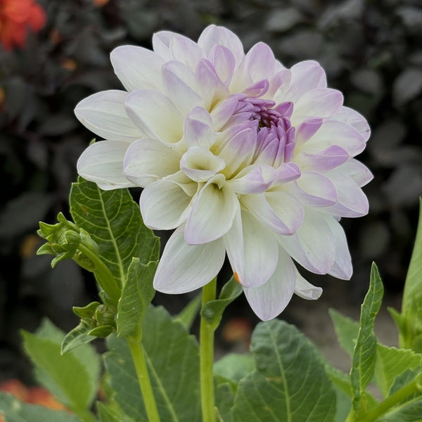 NIEUW Dahlia 'Eveline'