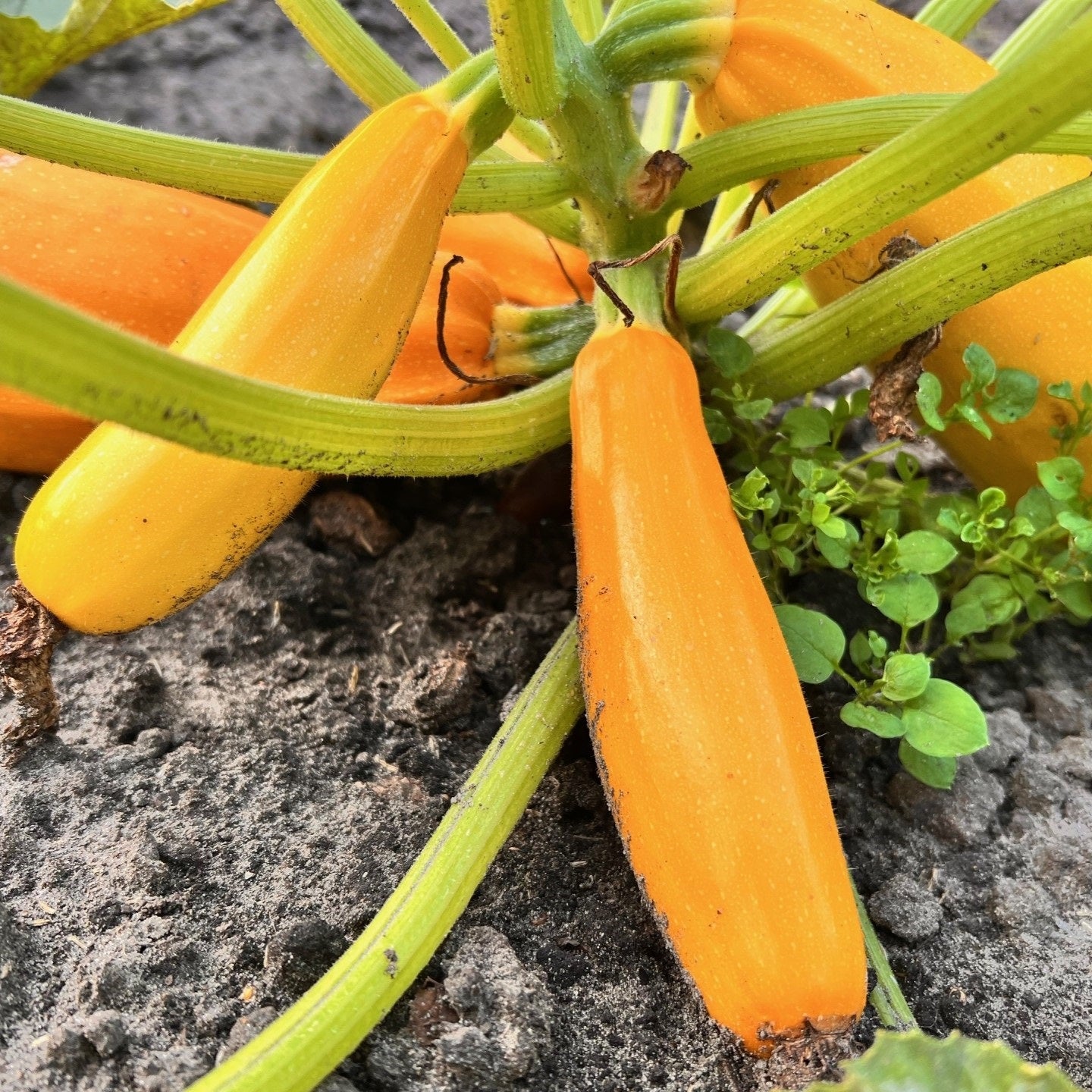 Gele courgette (Cucurbita pepo)
