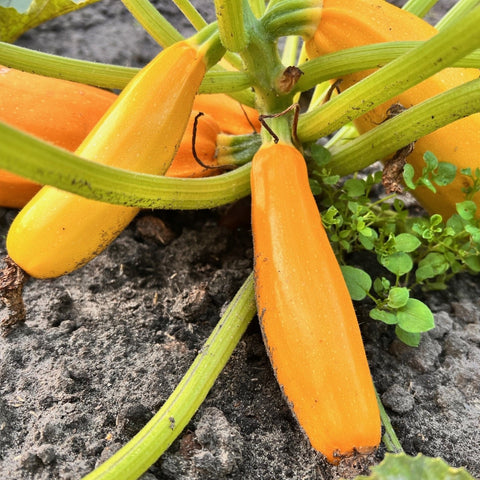 Gele courgette (Cucurbita pepo)