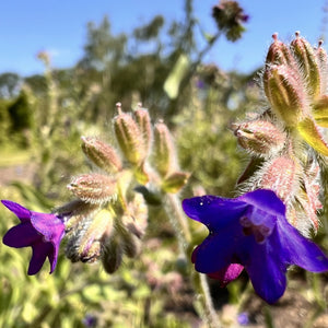 NIEUW Gewone Ossentong (Anchusa officinalis)