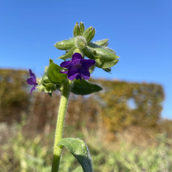 NIEUW Gewone Ossentong (Anchusa officinalis)