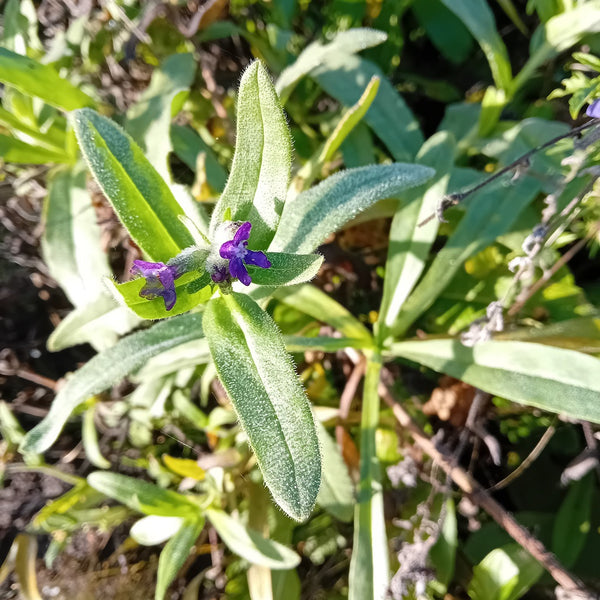 NIEUW Gewone Ossentong (Anchusa officinalis)