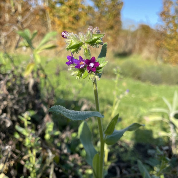 NIEUW Gewone Ossentong (Anchusa officinalis)