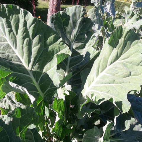 NIEUW Giant of Jersey (Brassica oleracea 'Palmifolia')