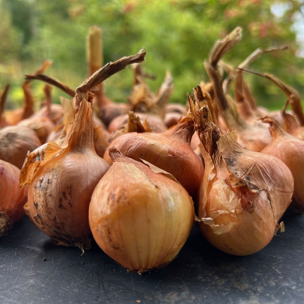 NIEUW Aardappel-ui 'Hangre' (Allium Cepa, var. aggregatum)