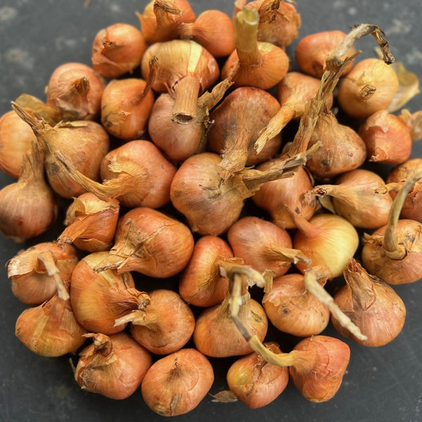 NIEUW Aardappel-ui 'Hangre' (Allium Cepa, var. aggregatum)